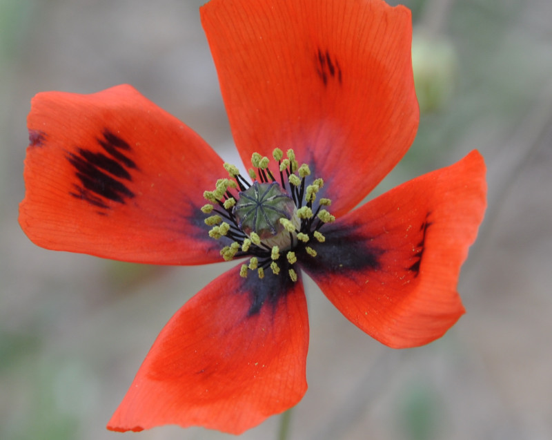 Изображение особи Papaver lecoqii.