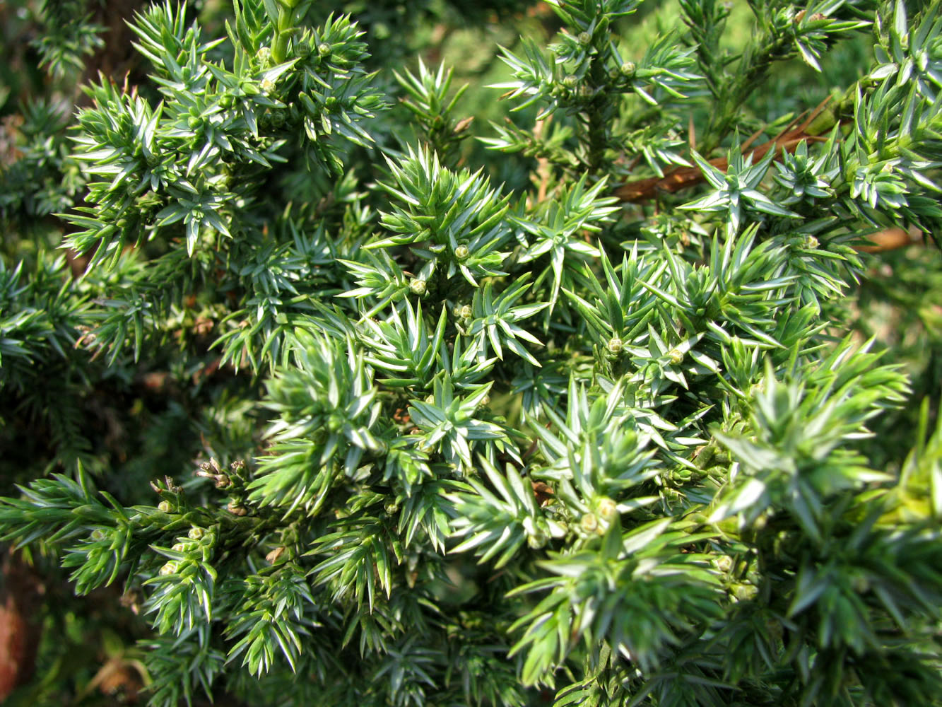 Изображение особи Juniperus chinensis.