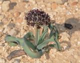 Allium rothii. Цветущее растение. Israel, Arad Valley. 26.03.2012.