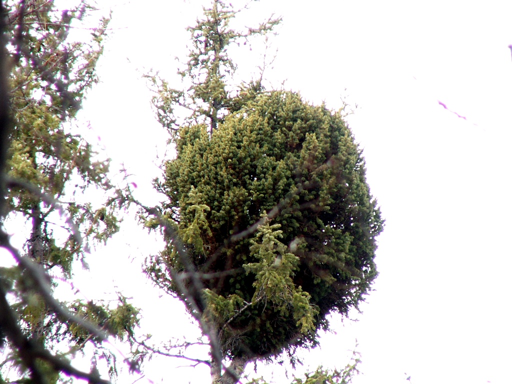 Image of Picea obovata specimen.