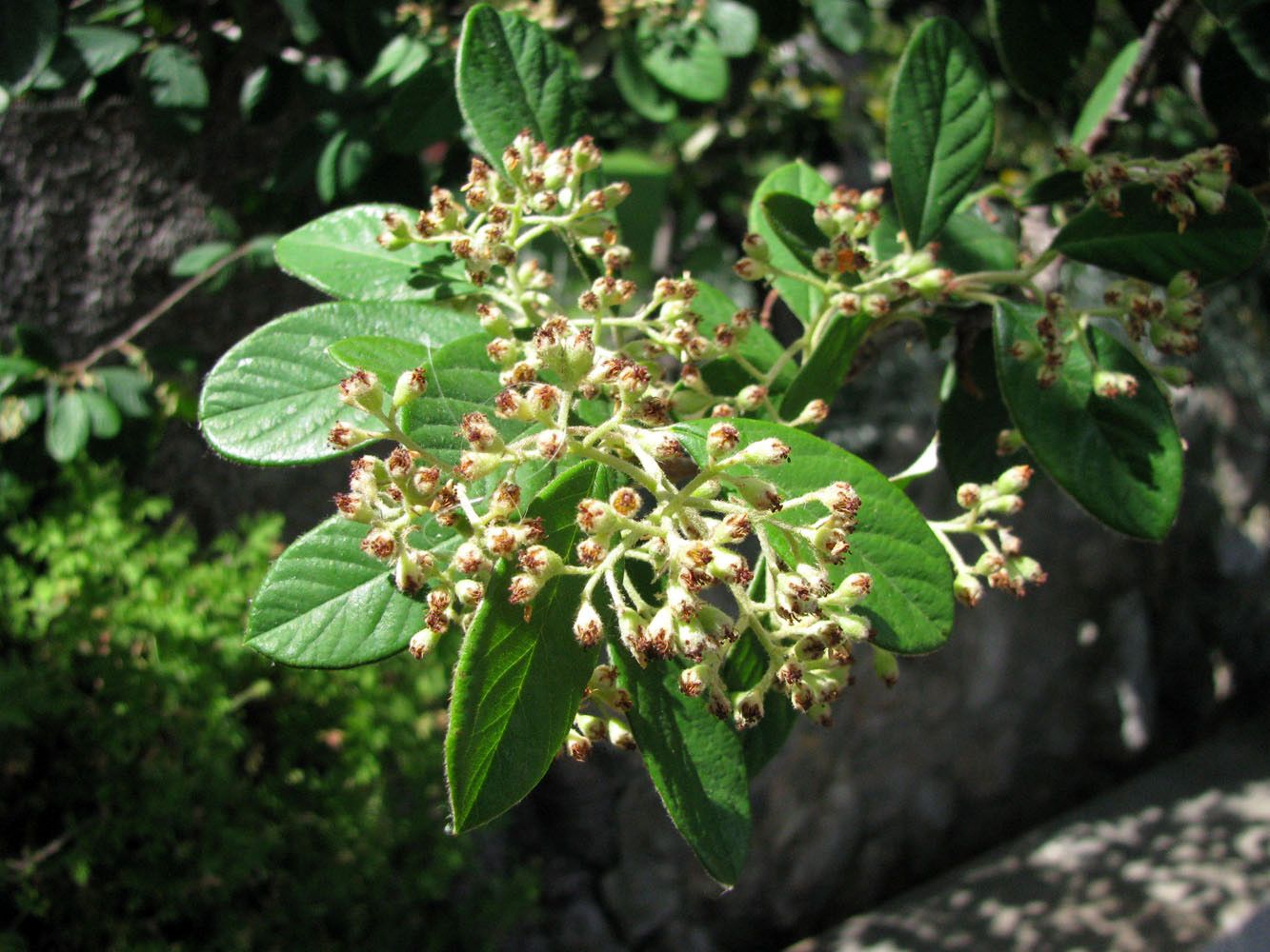 Изображение особи род Cotoneaster.