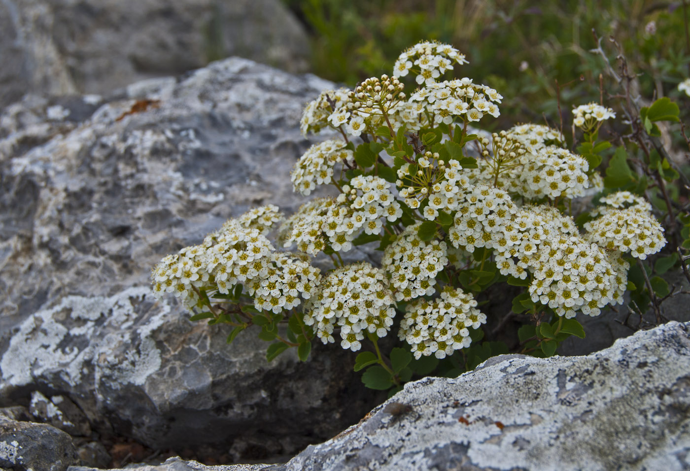 Image of Spiraea trilobata specimen.