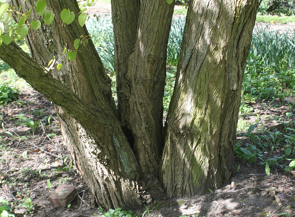 Изображение особи Cercidiphyllum magnificum.