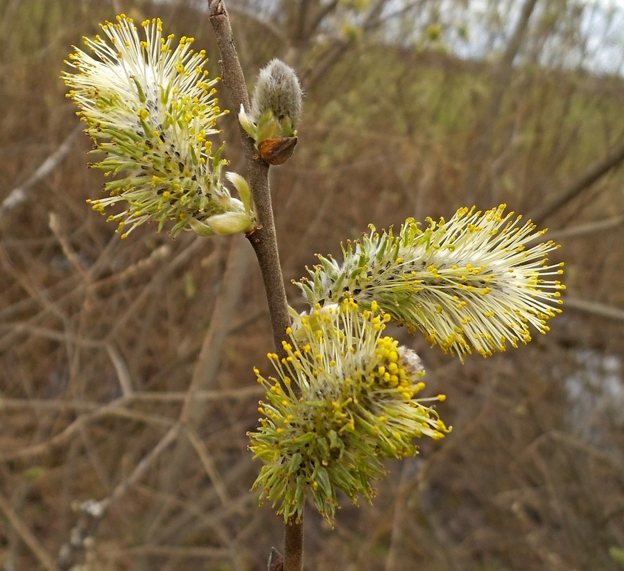 Image of Salix cinerea specimen.