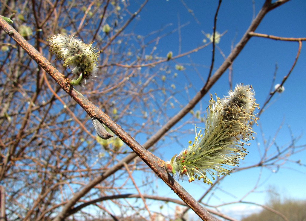 Image of Salix gmelinii specimen.