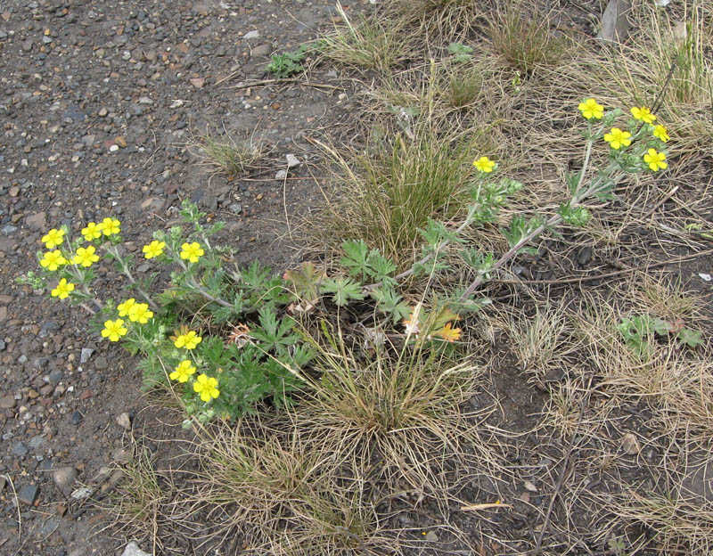 Image of Potentilla argentea specimen.