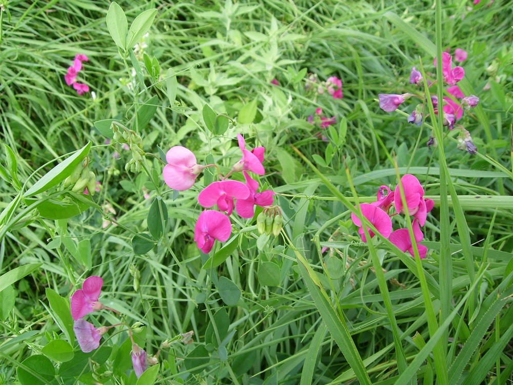 Image of Lathyrus tuberosus specimen.