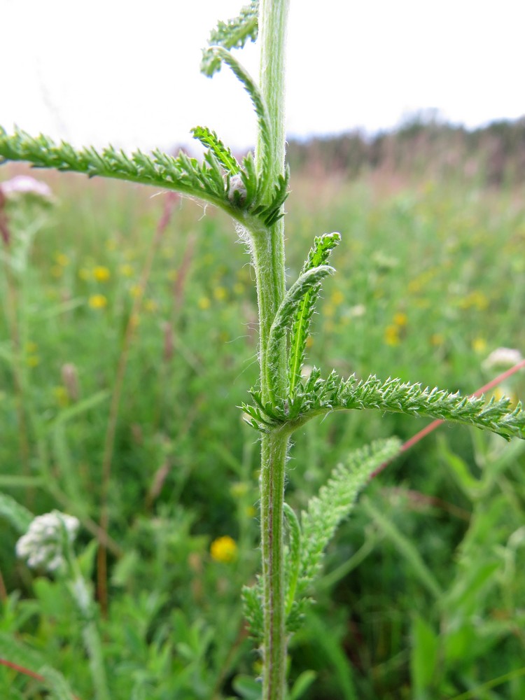 Image of Achillea asiatica specimen.