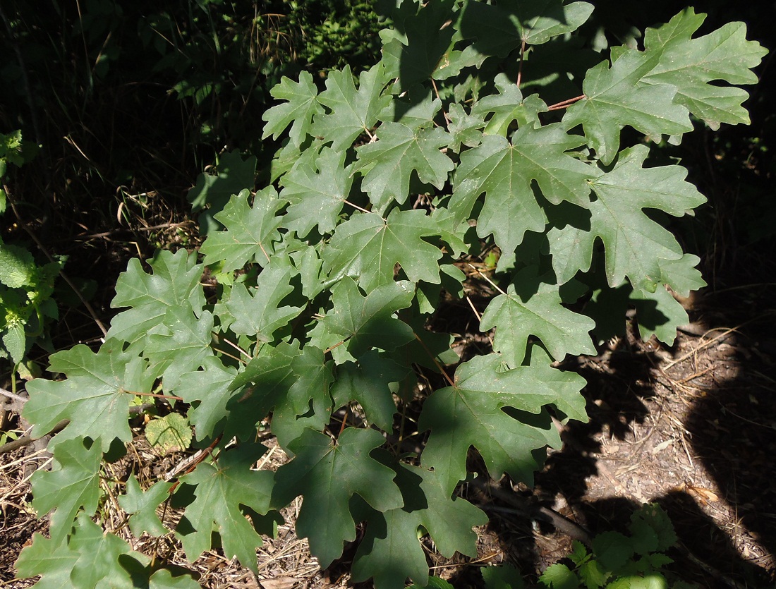 Image of Acer campestre specimen.