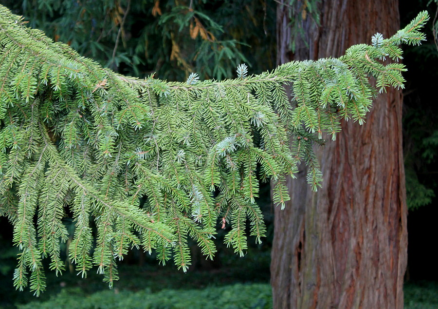 Image of Picea omorika specimen.