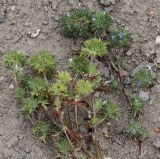 Navarretia squarrosa. Соцветия и соплодия. Германия, г. Krefeld, Ботанический сад. 11.08.2013.