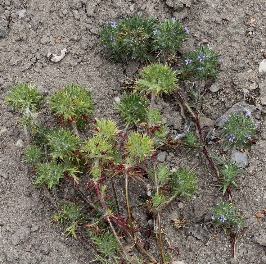 Изображение особи Navarretia squarrosa.