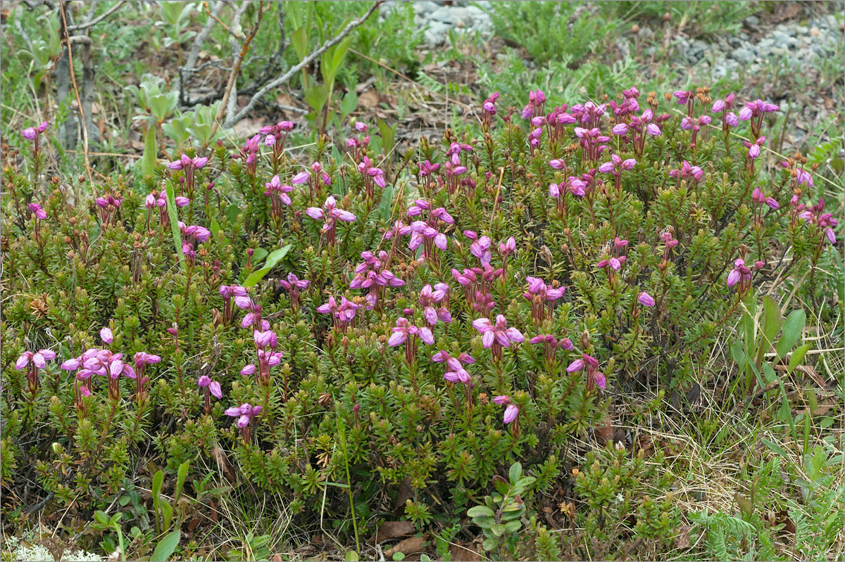 Изображение особи Phyllodoce caerulea.