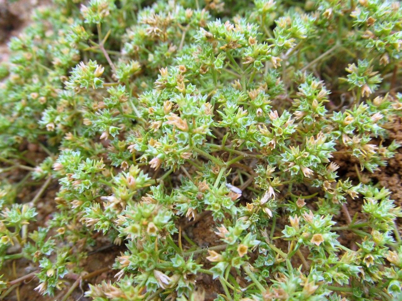 Image of Scleranthus annuus specimen.