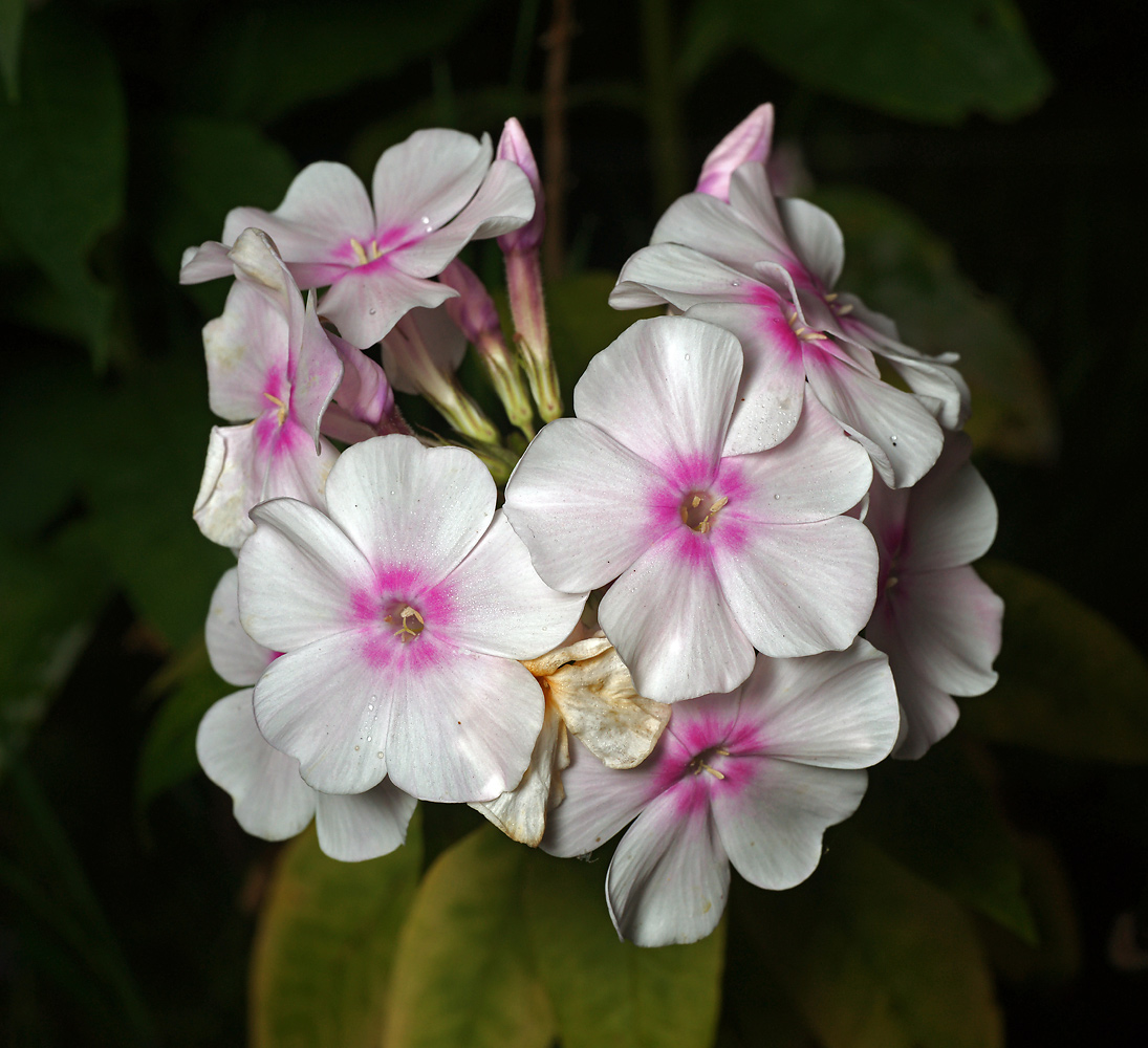 Image of Phlox paniculata specimen.