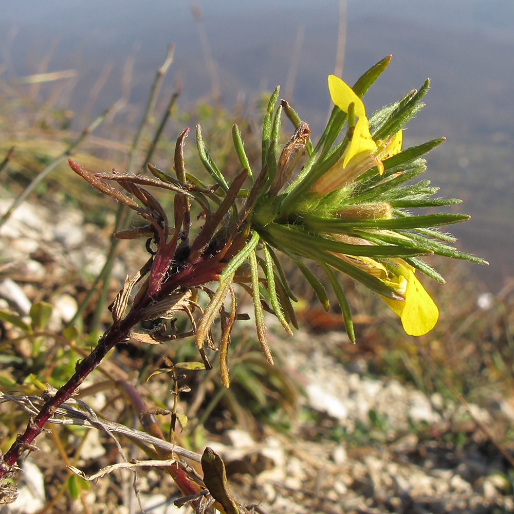 Image of Ajuga chia specimen.