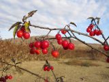 Solanum kitagawae. Верхушки побегов с соплодиями. Краснодарский край, Крымский р-н, Неберджаевское вдхр. 23.11.2013.