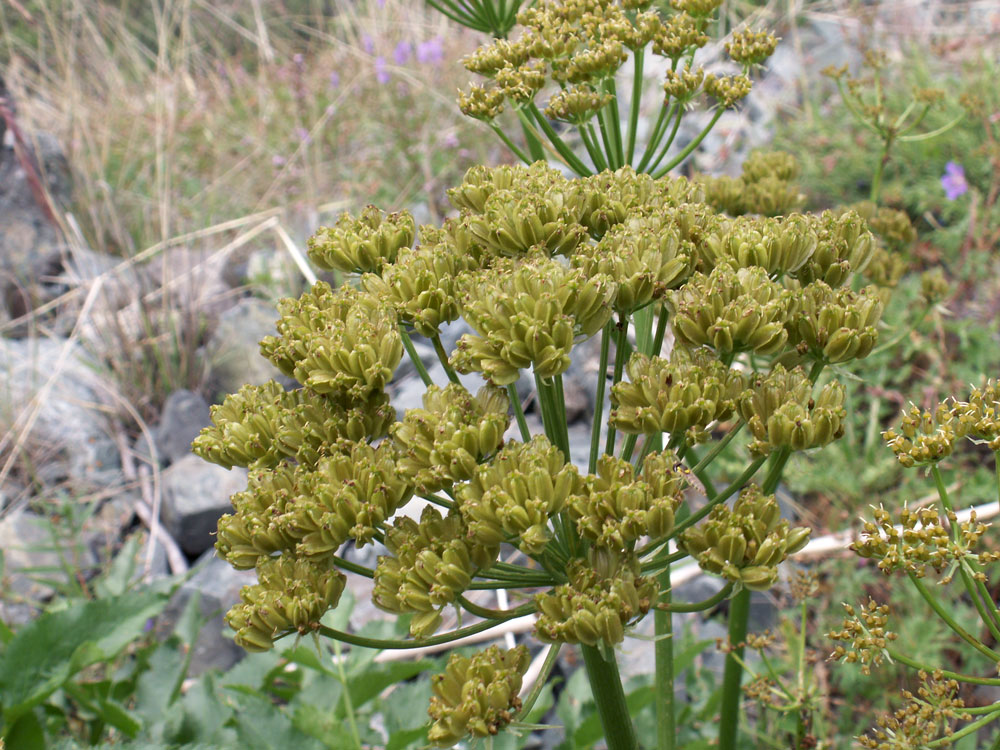 Image of Angelica multicaulis specimen.