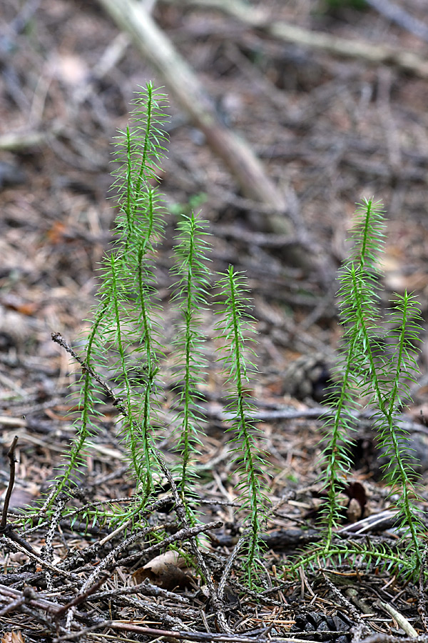 Изображение особи Lycopodium annotinum.