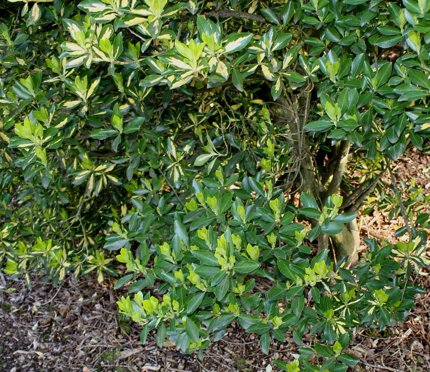 Image of Euonymus japonicus specimen.