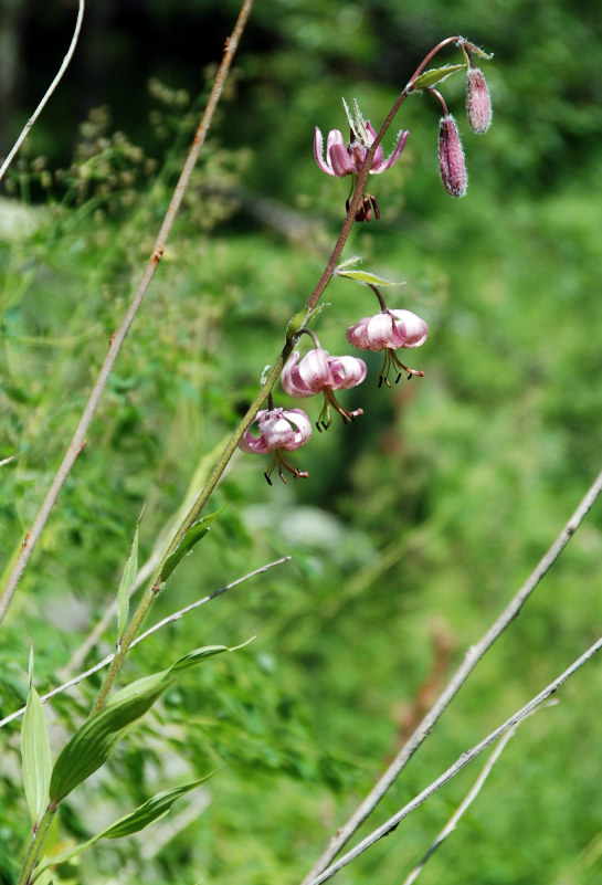 Image of Lilium pilosiusculum specimen.