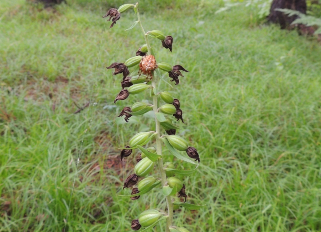 Image of Epipactis papillosa specimen.