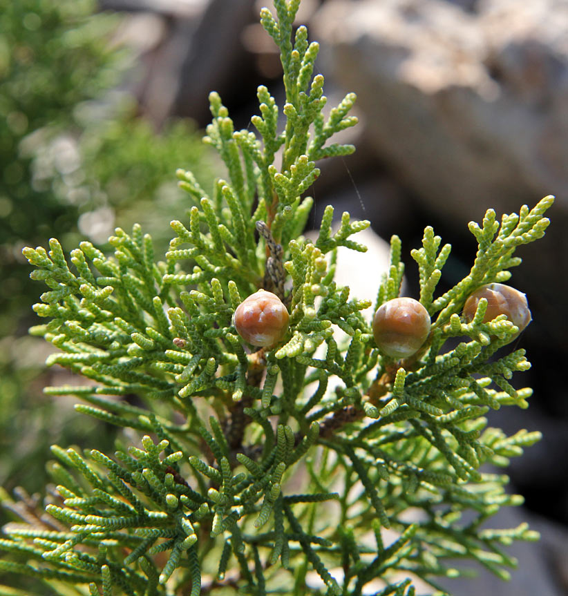 Image of Juniperus phoenicea specimen.