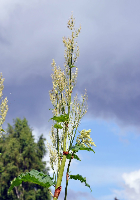 Image of Rheum rhabarbarum specimen.