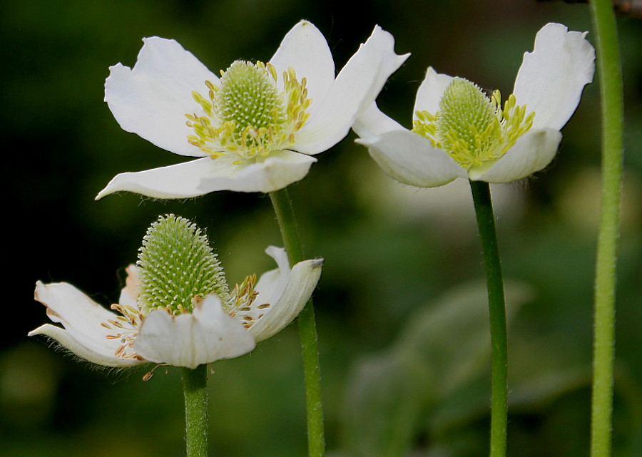 Изображение особи род Anemone.