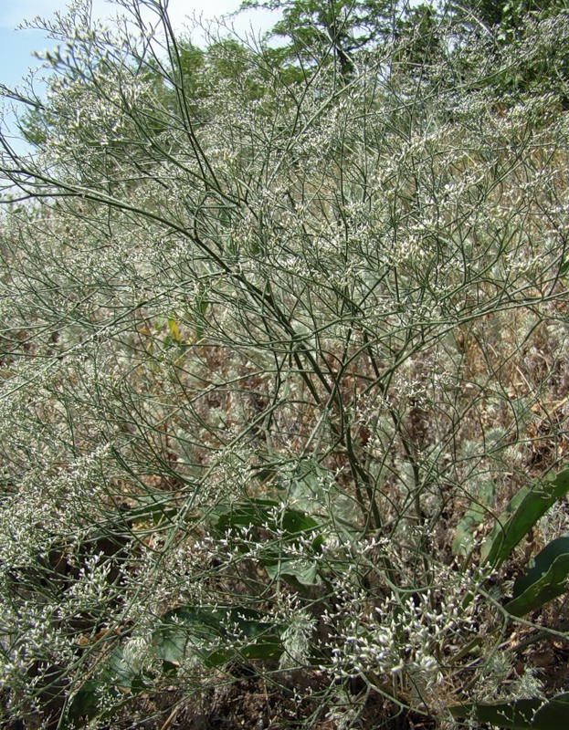 Image of Limonium coriarium specimen.