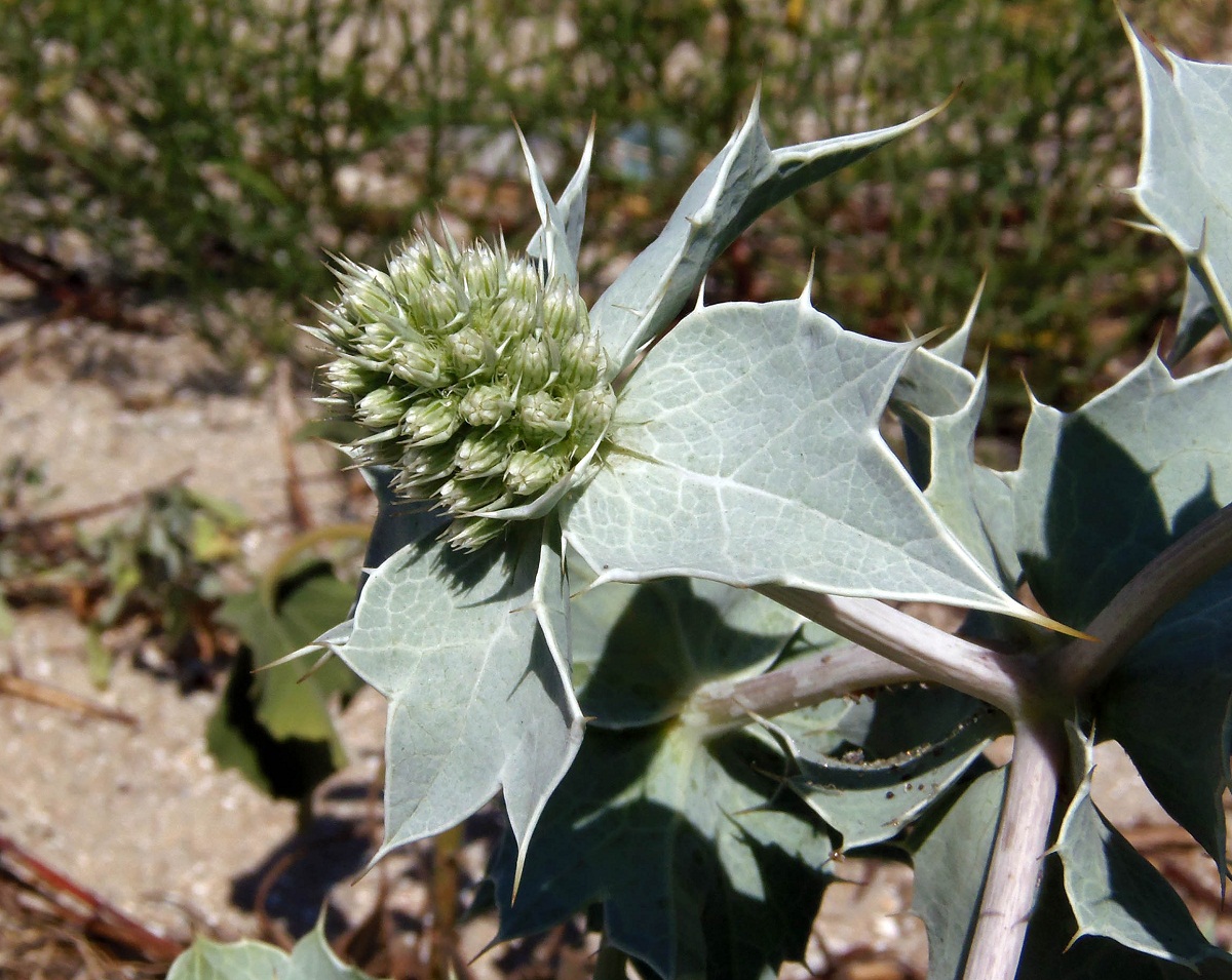 Изображение особи Eryngium maritimum.