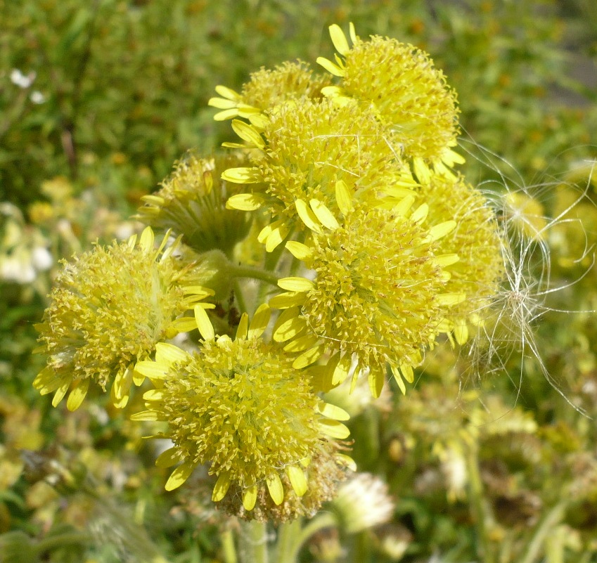 Image of Tephroseris palustris specimen.