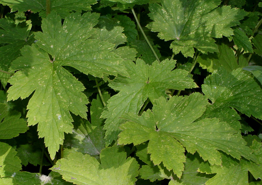 Image of Anemone hupehensis specimen.