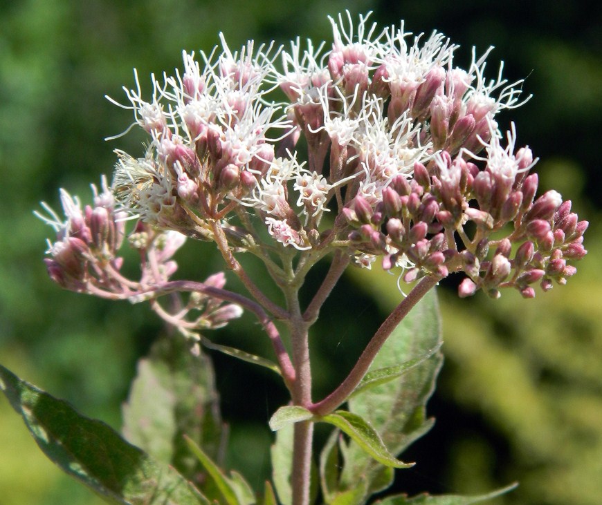 Image of Eupatorium cannabinum specimen.