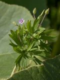 Geranium pusillum. Верхушка побега с цветками и незрелыми плодами. Белоруссия, Витебская обл., пос. Езерище, сорное в огороде. 23.08.2014.