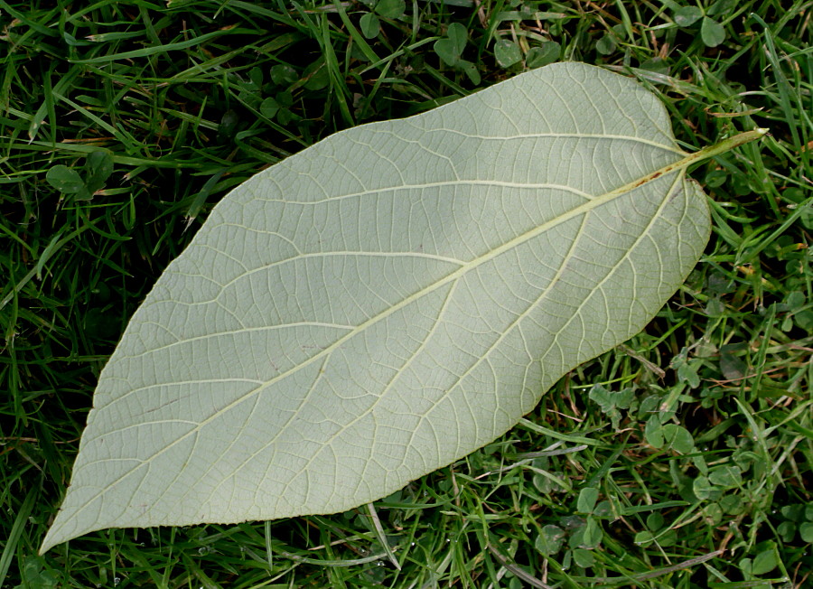 Изображение особи Sinowilsonia henryi.