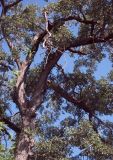 Смотреть изображение род Quercus