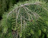 Picea breweriana. Ветвь. Германия, г. Крефельд, Ботанический сад. 06.09.2014.