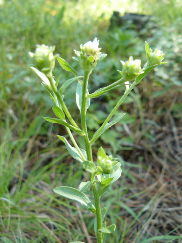 Image of Inula conyza specimen.