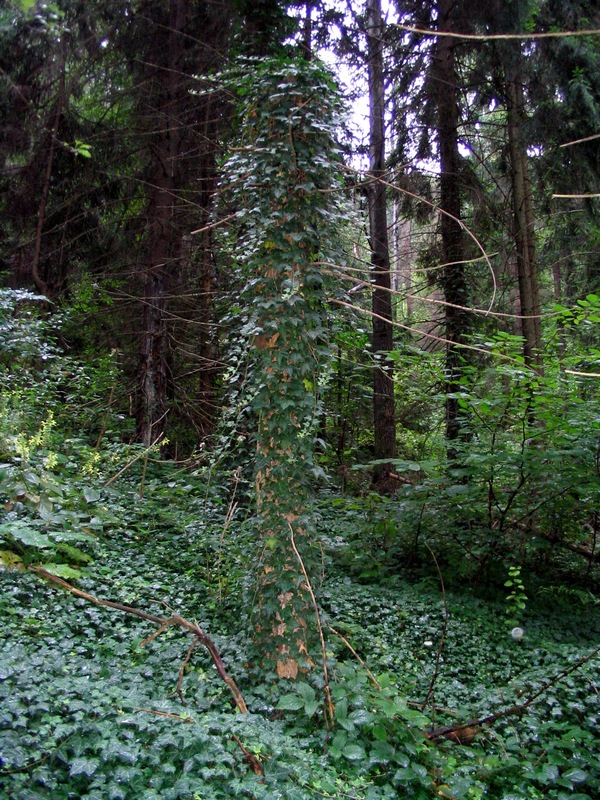 Image of Hedera helix specimen.