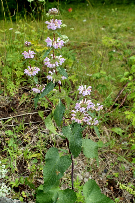 Изображение особи Phlomoides tuberosa.