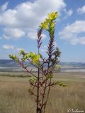 Orthanthella lutea