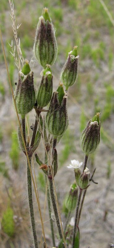 Изображение особи Gastrolychnis affinis.