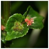 Acalypha australis. Женское (слева) и мужское (справа) соцветия. Республика Абхазия, г. Сухум. 18.08.2009.