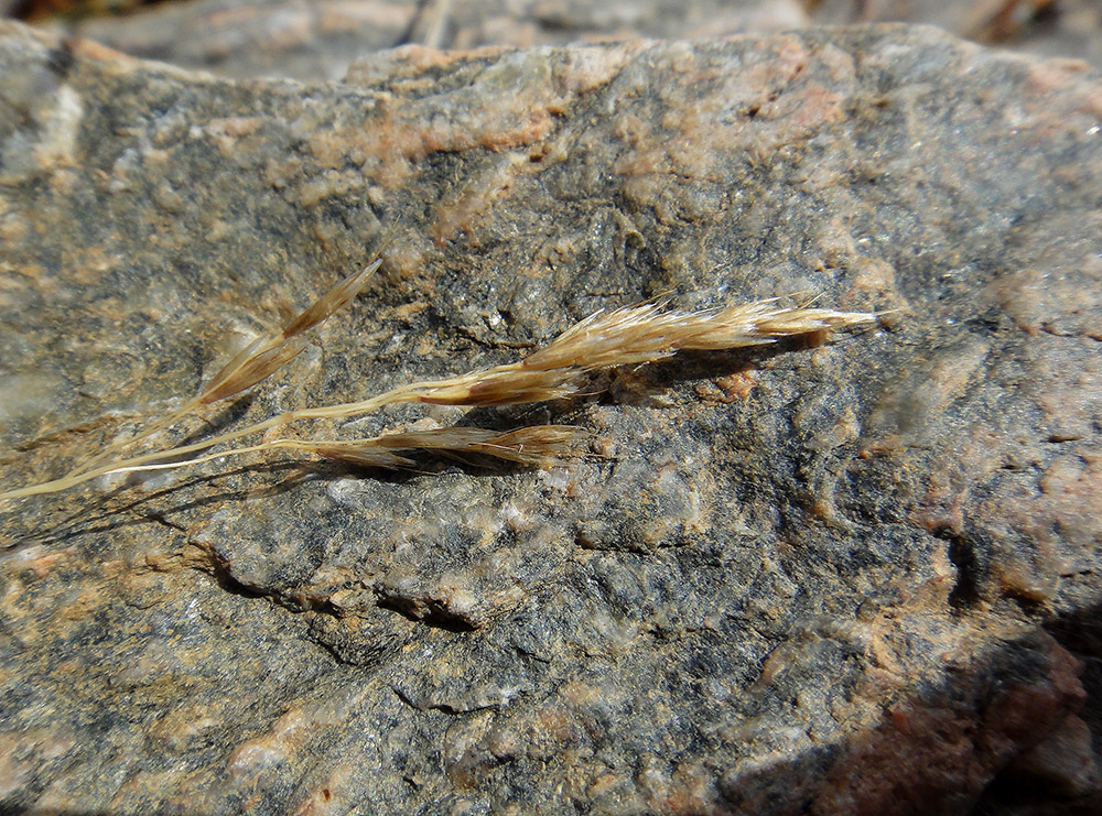 Image of Deschampsia turczaninowii specimen.