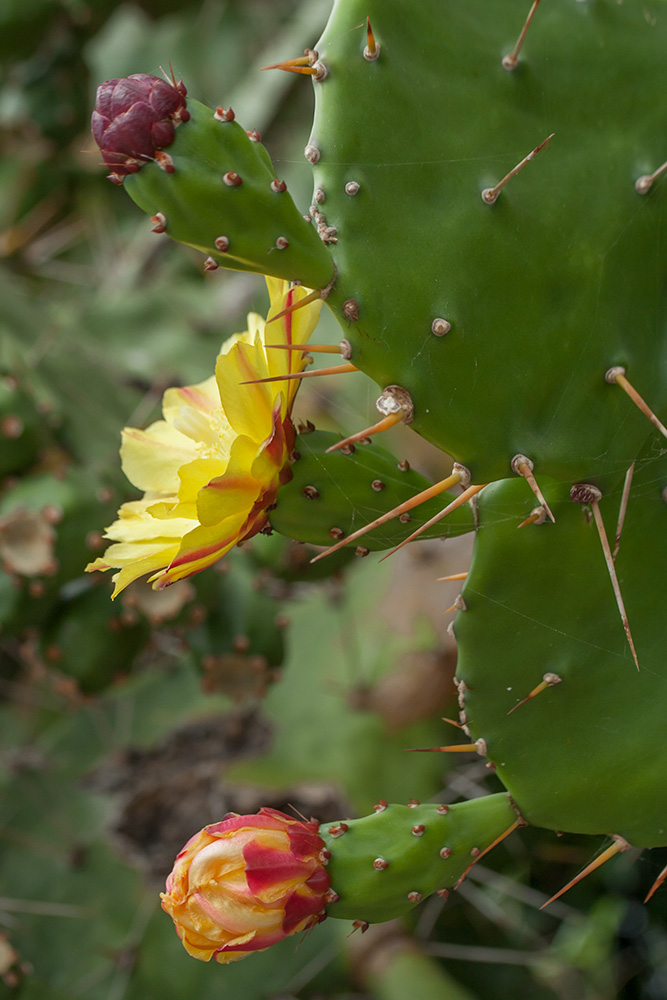 Изображение особи Opuntia monocantha.