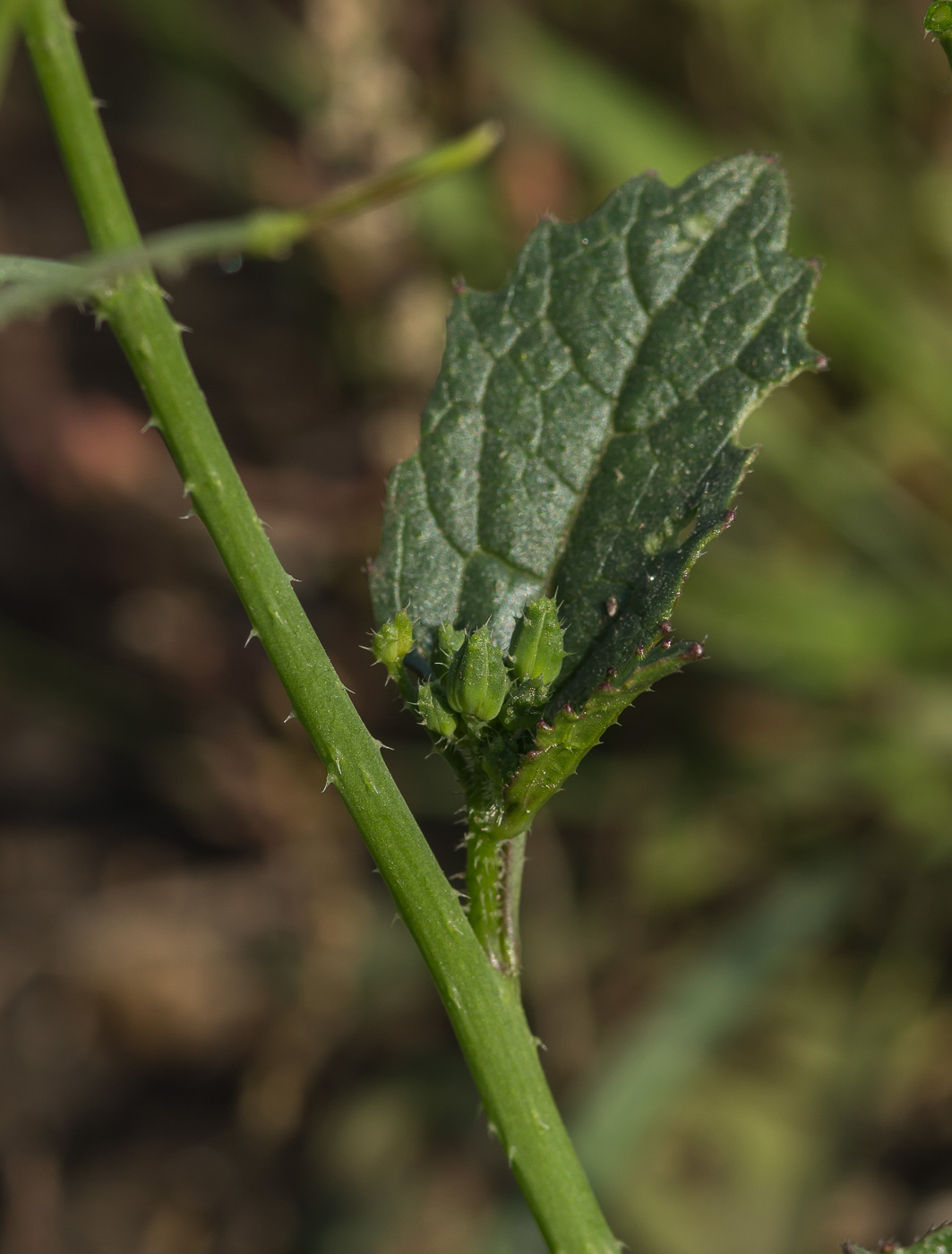 Image of Raphanus raphanistrum specimen.