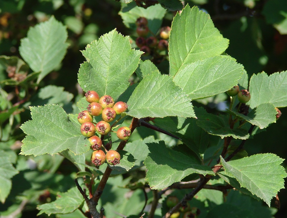 Image of Crataegus sanguinea specimen.