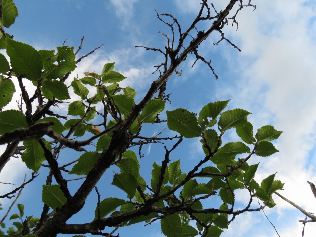 Изображение особи Ulmus macrocarpa.