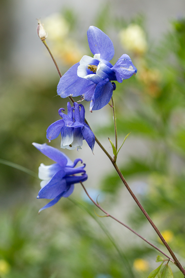 Image of Aquilegia olympica specimen.